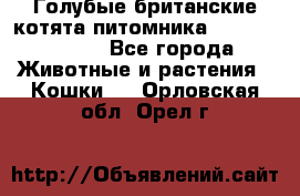 Голубые британские котята питомника Silvery Snow. - Все города Животные и растения » Кошки   . Орловская обл.,Орел г.